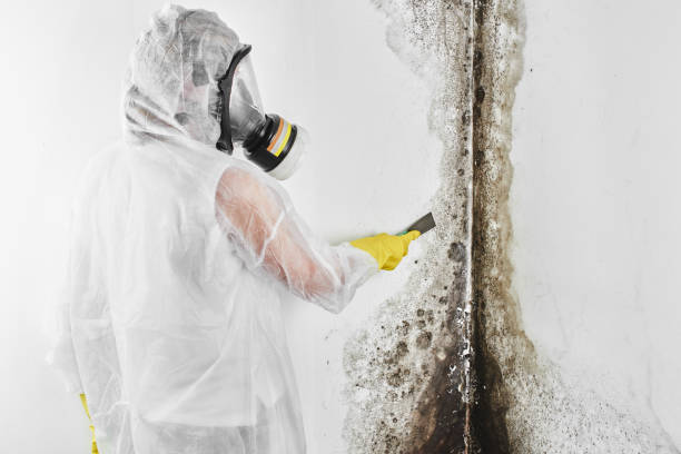 Best Commercial Mold Remediation in Enfield, NC