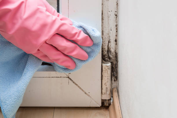 Best Basement Mold Remediation in Enfield, NC