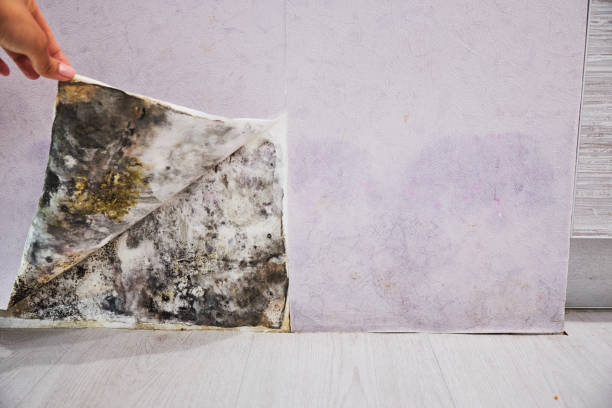 Best Residential Mold Remediation in Enfield, NC